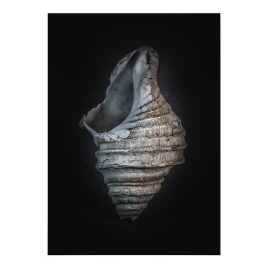 Schalen nr. 6 Kleurenversie Foto Afdruk (Voorkant)