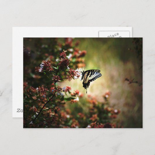 schande briefkaart (Voorkant / Achterkant)