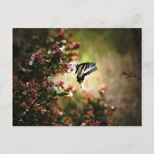 schande briefkaart (Voorkant)