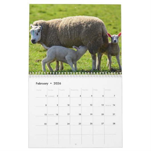 Schapen 2025 kalender (Feb 2026)