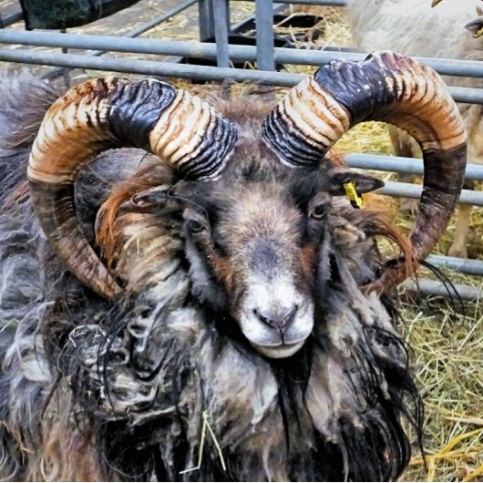 SCHAPEN BADMAT
