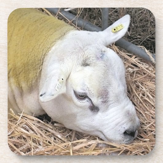 SCHAPEN BIER ONDERZETTER (Voorkant)