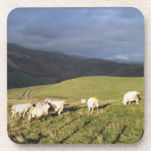 SCHAPEN BIER ONDERZETTER