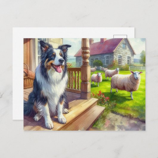 Schapen Boerderij en Border Collie Briefkaart (Voorkant / Achterkant)