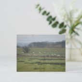 Schapen Briefkaart (Staand voorkant)