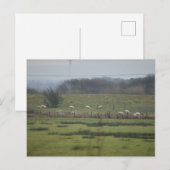 Schapen Briefkaart (Voorkant / Achterkant)