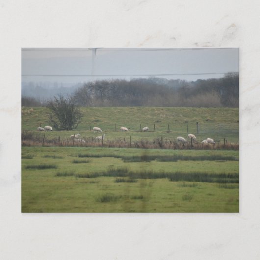 Schapen Briefkaart (Voorkant)