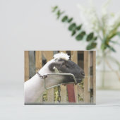Schapen Briefkaart (Staand voorkant)