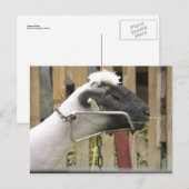 Schapen Briefkaart (Voorkant / Achterkant)
