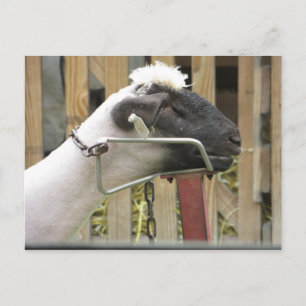 Schapen Briefkaart