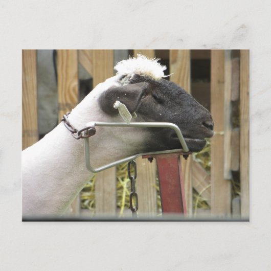 Schapen Briefkaart (Voorkant)