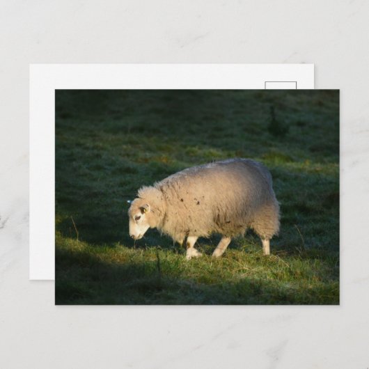 Schapen Briefkaart (Voorkant / Achterkant)