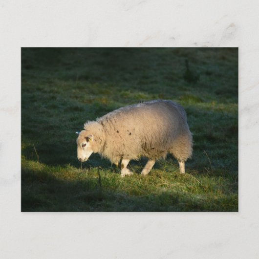 Schapen Briefkaart (Voorkant)