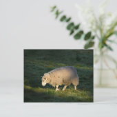 Schapen Briefkaart (Staand voorkant)