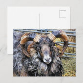 SCHAPEN BRIEFKAART (Voorkant / Achterkant)
