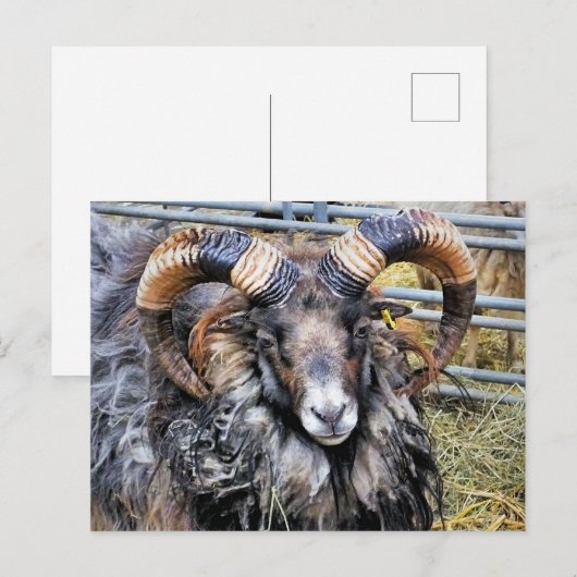 SCHAPEN BRIEFKAART (Voorkant / Achterkant)