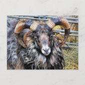 SCHAPEN BRIEFKAART (Voorkant)