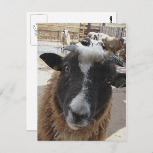 Schapen Briefkaart (Voorkant / Achterkant)