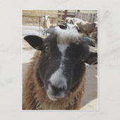 Schapen Briefkaart (Voorkant)