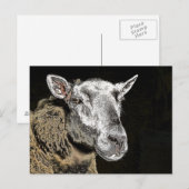 SCHAPEN BRIEFKAART (Voorkant / Achterkant)