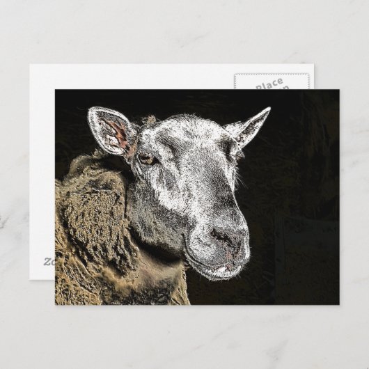 SCHAPEN BRIEFKAART (Voorkant / Achterkant)