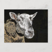 SCHAPEN BRIEFKAART (Voorkant)