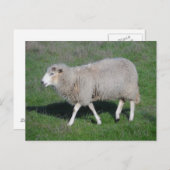Schapen Briefkaart (Voorkant / Achterkant)
