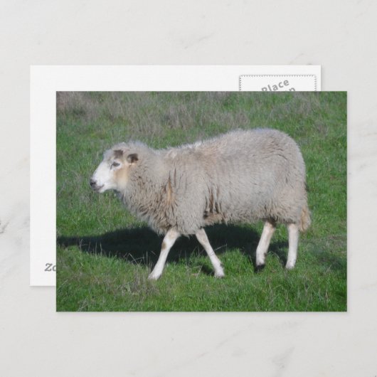 Schapen Briefkaart (Voorkant / Achterkant)