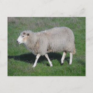 Schapen Briefkaart
