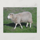 Schapen Briefkaart (Voorkant)
