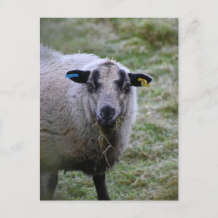 Schapen Briefkaart