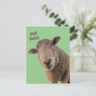 Schapen Briefkaart