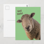 Schapen Briefkaart (Voorkant / Achterkant)