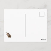 Schapen Briefkaart (Achterkant)