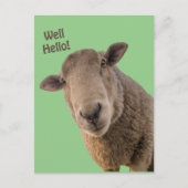 Schapen Briefkaart (Voorkant)