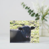 Schapen Briefkaart (Staand voorkant)