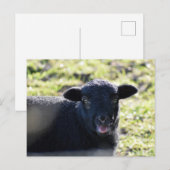 Schapen Briefkaart (Voorkant / Achterkant)