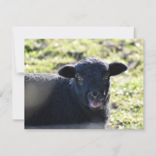 Schapen Briefkaart