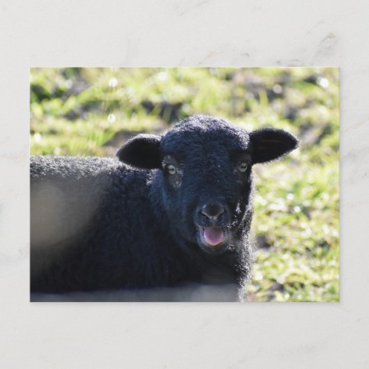 Schapen Briefkaart (Voorkant)