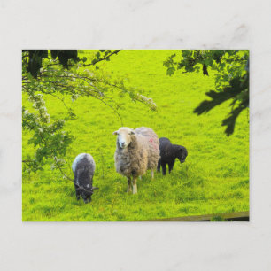 Schapen briefkaart