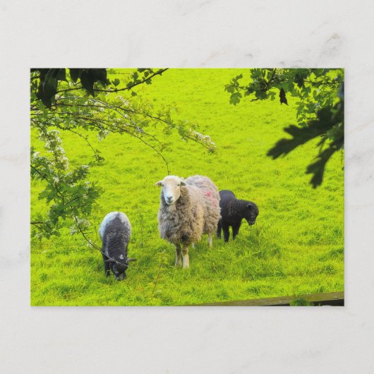 Schapen briefkaart (Voorkant)