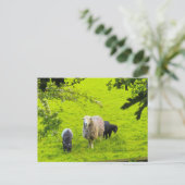 Schapen briefkaart (Staand voorkant)