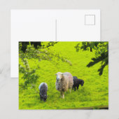 Schapen briefkaart (Voorkant / Achterkant)