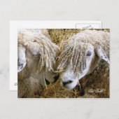 SCHAPEN BRIEFKAART (Voorkant / Achterkant)