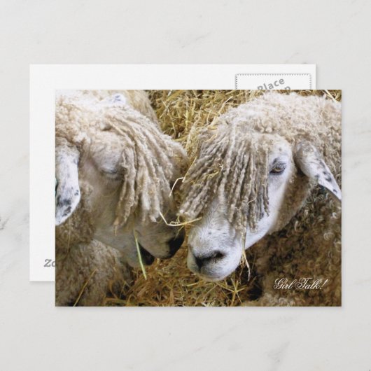 SCHAPEN BRIEFKAART (Voorkant / Achterkant)