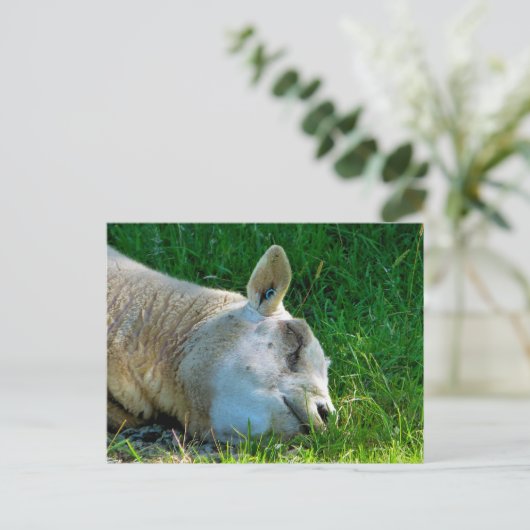 SCHAPEN BRIEFKAART (Staand voorkant)