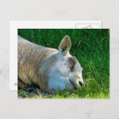 SCHAPEN BRIEFKAART (Voorkant / Achterkant)