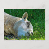 SCHAPEN BRIEFKAART (Voorkant)