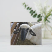 Schapen Briefkaart (Staand voorkant)