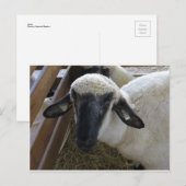 Schapen Briefkaart (Voorkant / Achterkant)